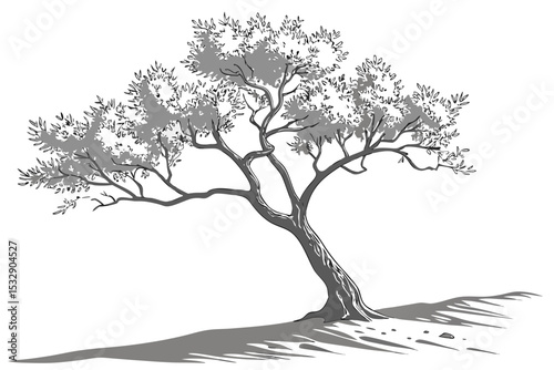 Gray scale drawing of a leaning olive tree