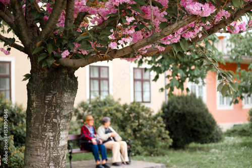 Blossoming cherry tree and defocused senior couple sitting on the bench