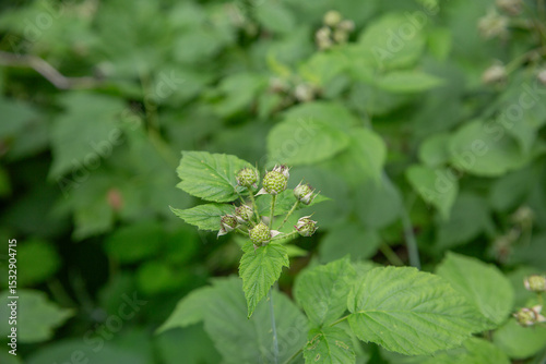 Unripe Green Raspberries Growing on Bush with Leafy Background