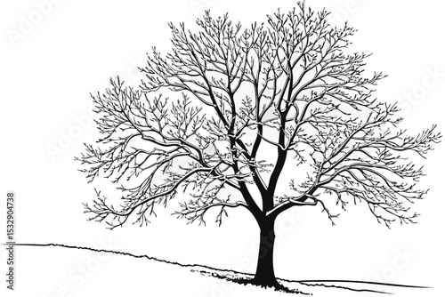 Bare winter tree on a snowy hillside