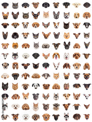 Many cats and dogs posing on white background