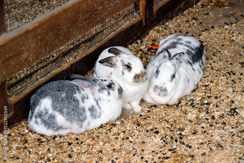 Three adorable rabbits enjoying a cozy moment in a rustic barn environment during the late afternoon