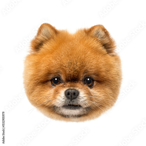 Adorable pomeranian dog posing on white background