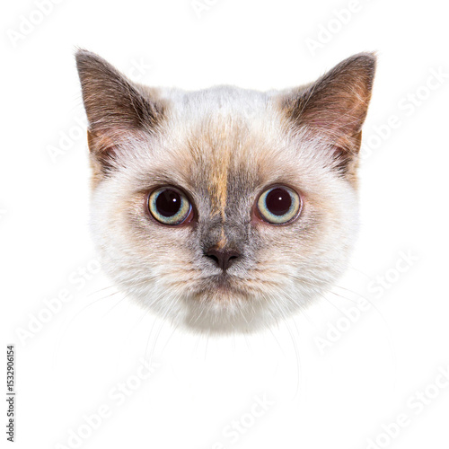 Portrait of surprised british shorthair cat peeking on white background