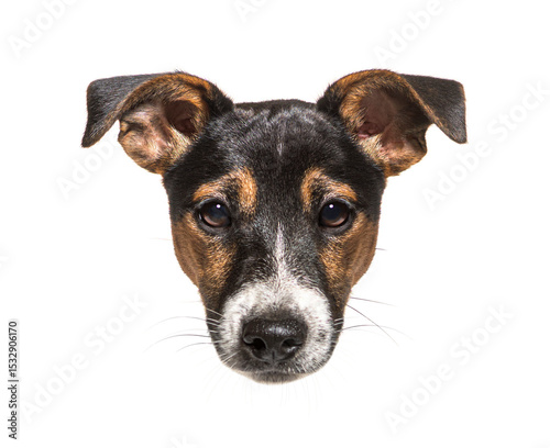 Adorable jack russell terrier puppy posing on white background