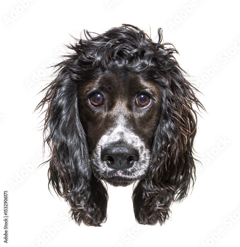 Portrait of adorable working cocker spaniel showing expressive eyes and wet fur