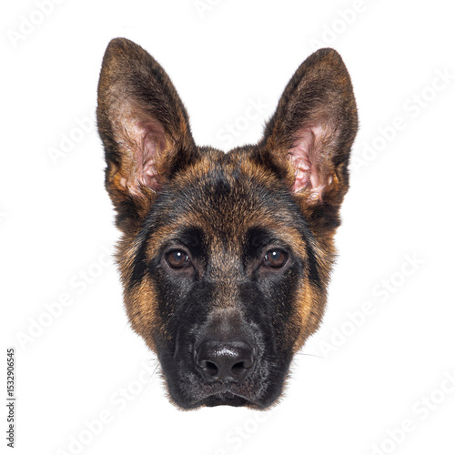 German shepherd dog looking at camera, white background