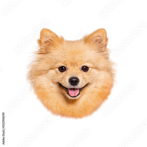 Adorable pomeranian dog showing tongue on white background