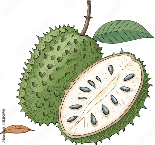 kiwi fruit on white background