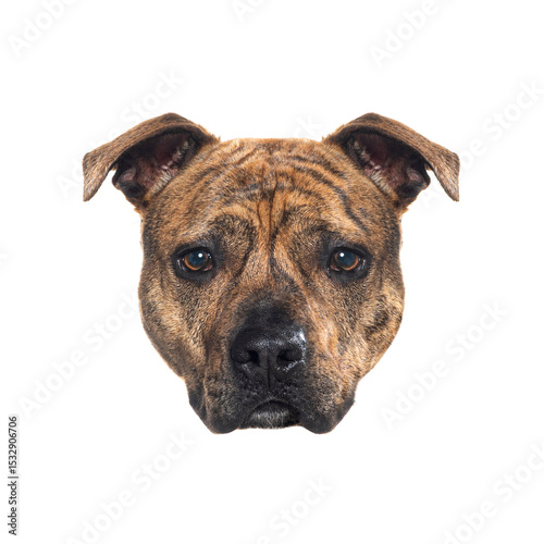Portrait of adorable staffordshire bull terrier dog looking directly at viewer