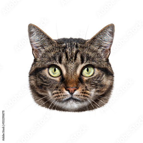 European shorthair cat staring with intense green eyes on white background