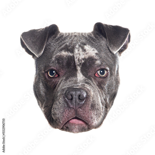 Portrait of an american bully dog showing its muzzle and snout