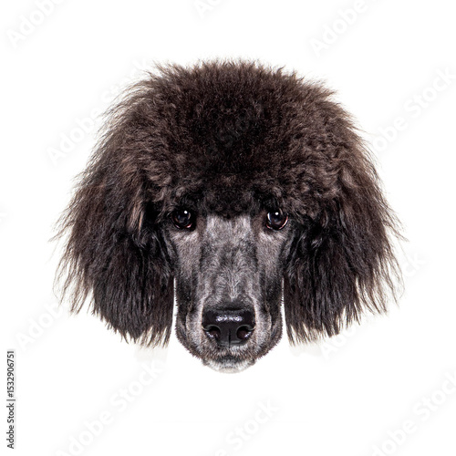 Black standard poodle dog looking at camera on white background