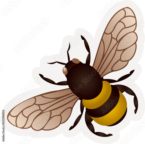 Vector bee is displaying striped yellow-brown body, veined wings, white outline on clear background