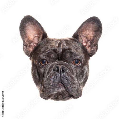 Close up of a french bulldog posing against a seamless white backdrop