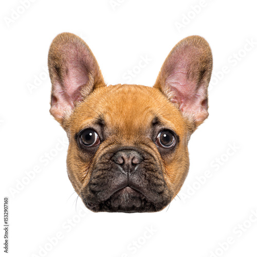 Headshot of a french bulldog puppy isolated on white