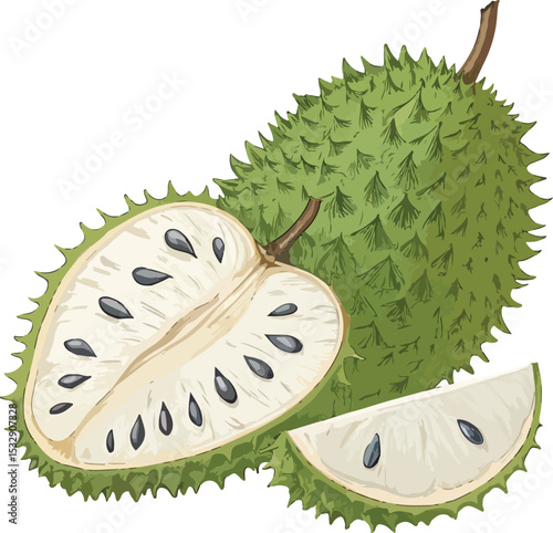 kiwi fruit on white background