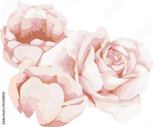 Three blooming roses are appearing in flat vector style, pastel petals, transparent background