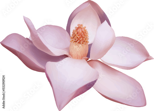 Magnolia blossom is unfurling petals on transparent background, showing golden stamen cluster