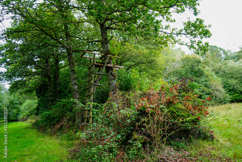 Old wooden hunting stand in woodland