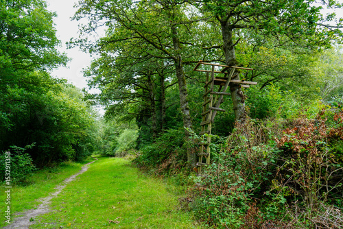 Old wooden hunting stand in woodland