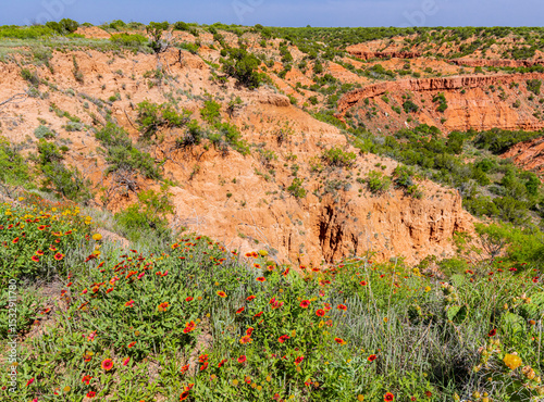 Texas Wildflowers on The Rim of Holmes Creek Canyon, Caprock Canyon State Park, Quitaque, Texas, USA