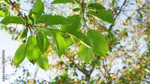 Beautiful natural background with green tree leaves and sun rays