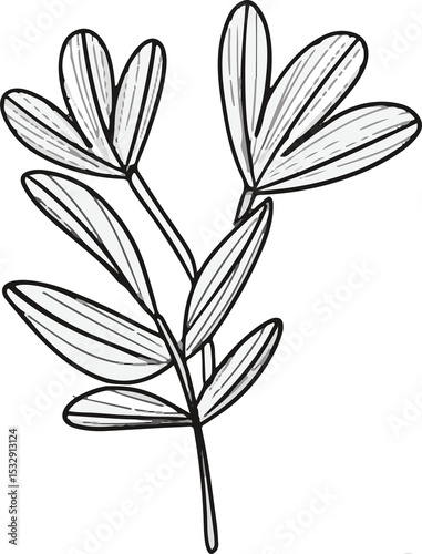 botanical branch is showing hatched leaves, hand drawn minimal on transparent background