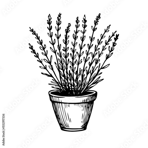 A black ink illustration of a potted lavender plant