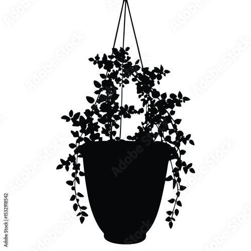 creeping fig plant in white pot