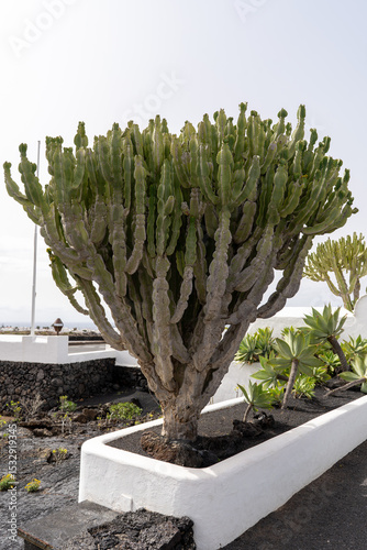 A majestic candelabra cactus stands prominently in the Cesar Manrique Foundation's garden.