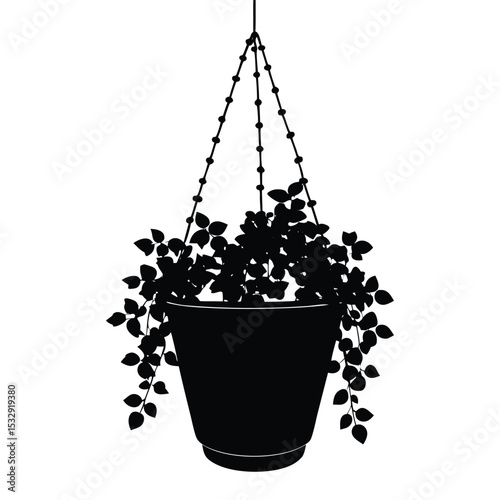 creeping fig pot hanging green decor