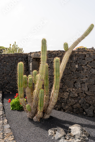 The vibrant cactus stands tall against a dark stone wall at Cesar Manrique Foundation.