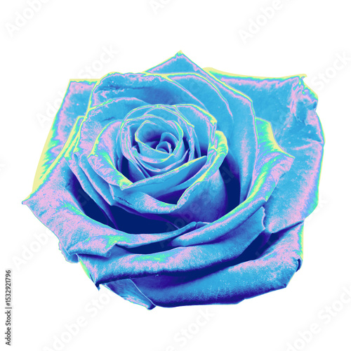 Stylized blue and violet rose is glowing with neon highlights against transparent background