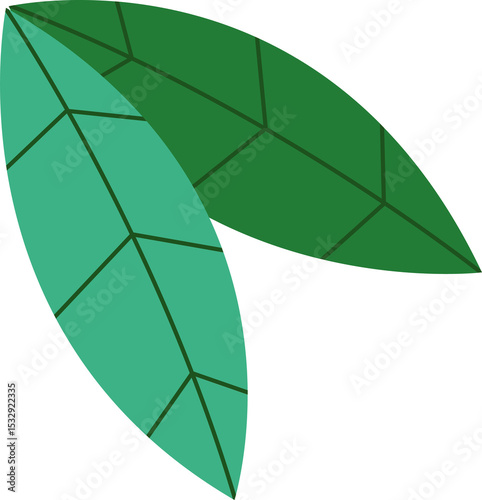 Two stylized green leaves are overlapping, showing vein lines in vector with transparent background