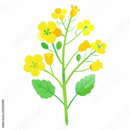 Vibrant Yellow Rapeseed Flower Blossom Illustration
