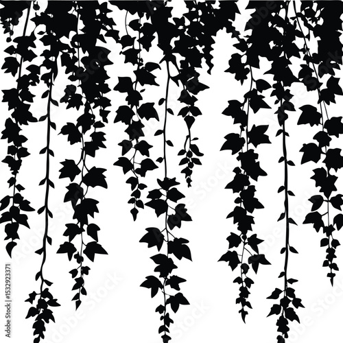 leaf vine isolated on white background
