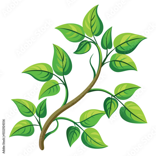 fresh green vine on white backdrop