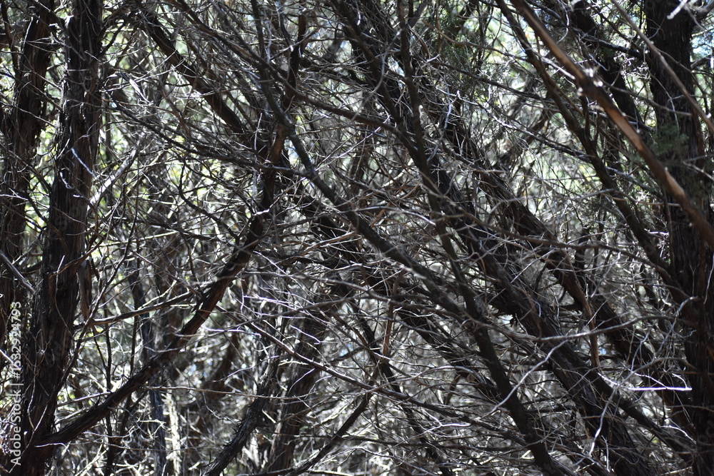 Fototapeta premium Trees in winter