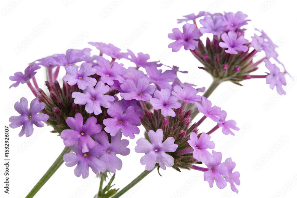 Fototapeta premium Isolated Delicate Purple Verbena Flowers Close Up on White Background