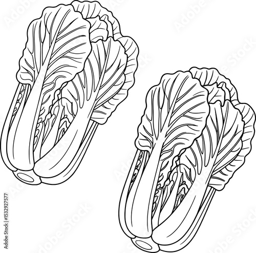 Two Napa Cabbage Heads Line Drawing Black White Illustration