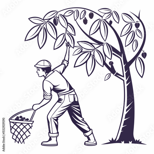 Farmer harvesting cacao beans from tree