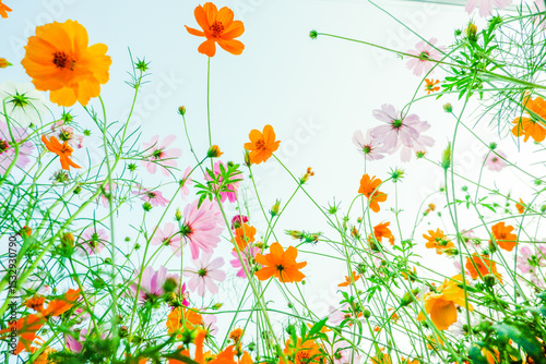 Beautiful Pink cosmos flowers blooming in garden,spring day,autumn season,view of the various cosmos flowers,Selective focus.