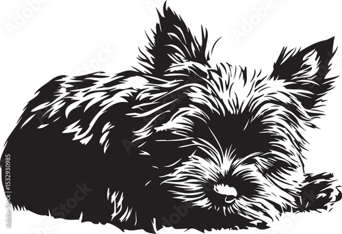 sleeping cairn terrier dog