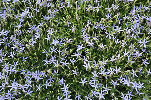 Billede på lærred Cluster of Light Purple Star-Shaped Flowers in Bloom