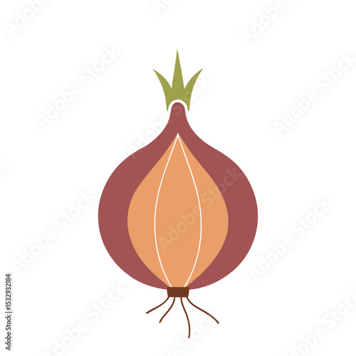 Onion Anatomy Exploded View Illustration