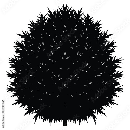 shrub with spiky dense foliage