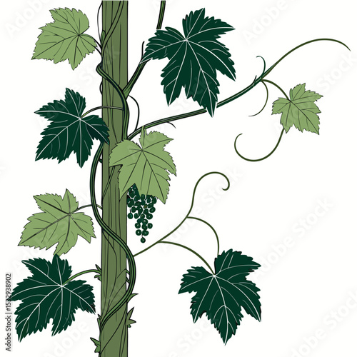 pole climbing creeper plant