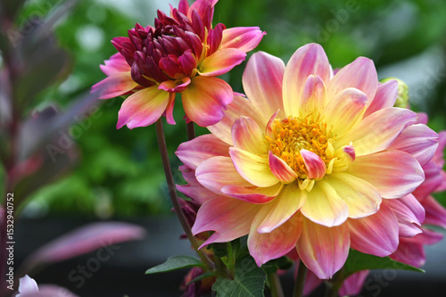 A variegated pink and yellow dahlia flower blooming in the garden