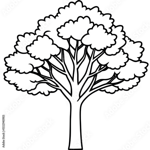 Single Tall Beech Tree Black and White Line Drawing